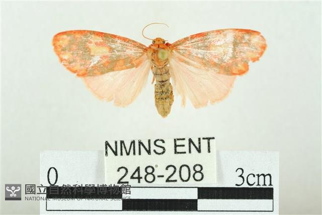 三色豔苔蛾藏品圖，第1張