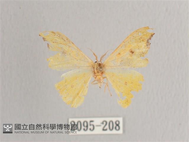 彎黑黃鉤蛾藏品圖，第1張