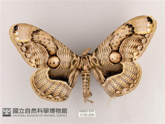 枯球籮紋蛾藏品圖，第1張