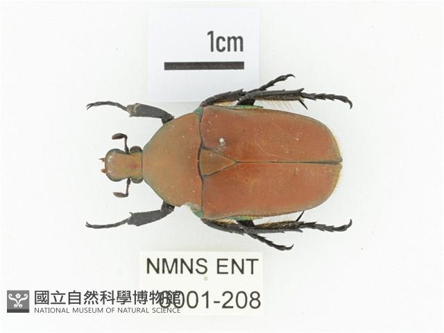 毛翅騷金龜藏品圖，第1張