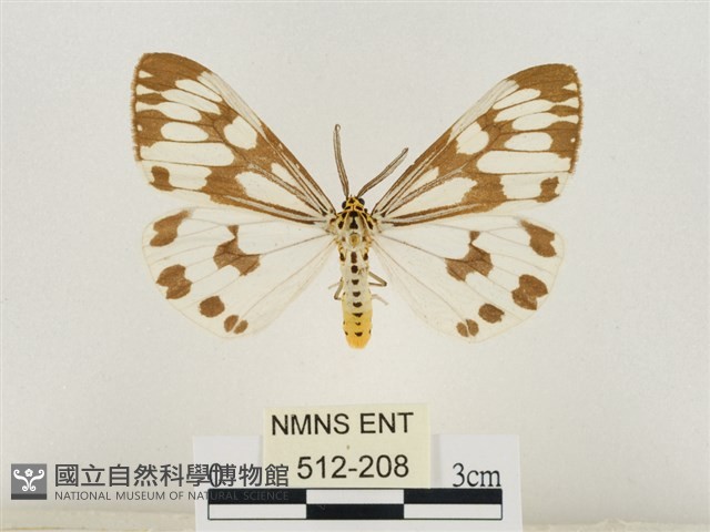 粉蝶燈蛾藏品圖，第1張