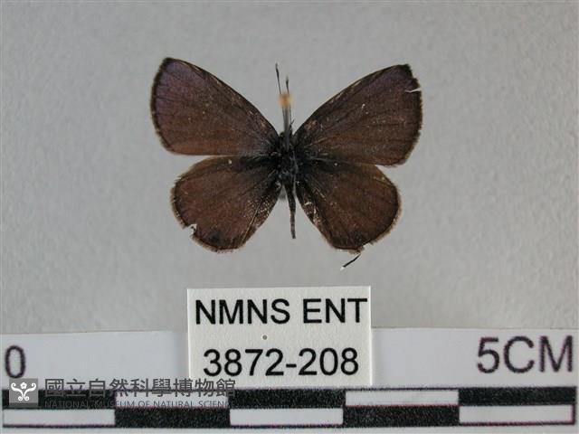 波灰蝶藏品圖，第1張