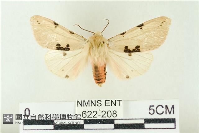 棍棒污燈蛾藏品圖，第1張