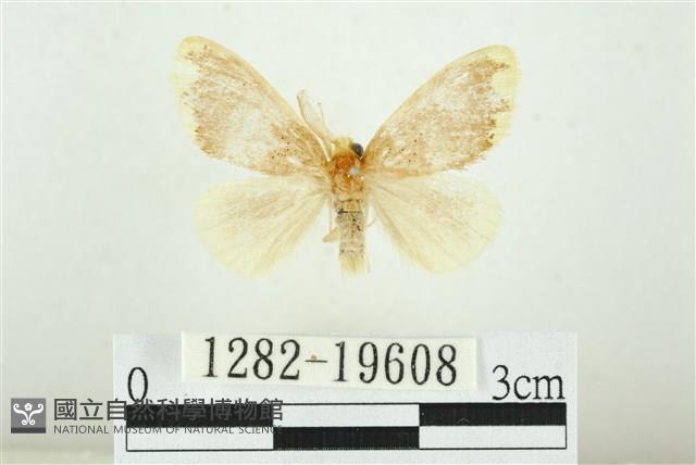 黑翅黃毒蛾藏品圖，第1張