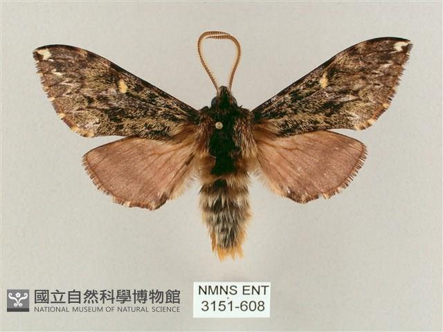 井上氏絨毛天蛾藏品圖，第1張