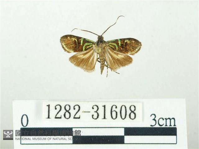 叉紋閃舞蛾藏品圖，第1張