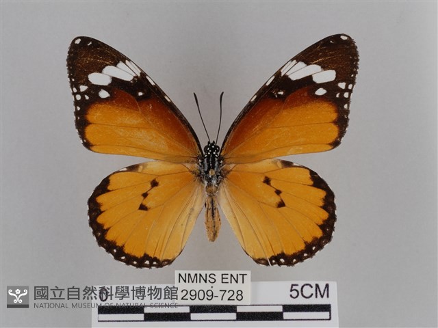 樺斑蝶藏品圖，第1張