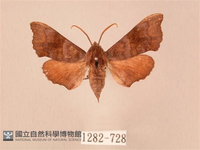 楓天蛾藏品圖，第1張