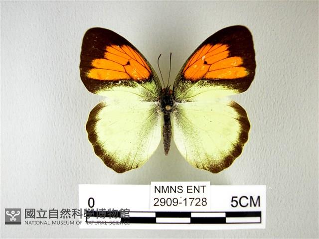 異粉蝶、雌白黃蝶藏品圖，第1張