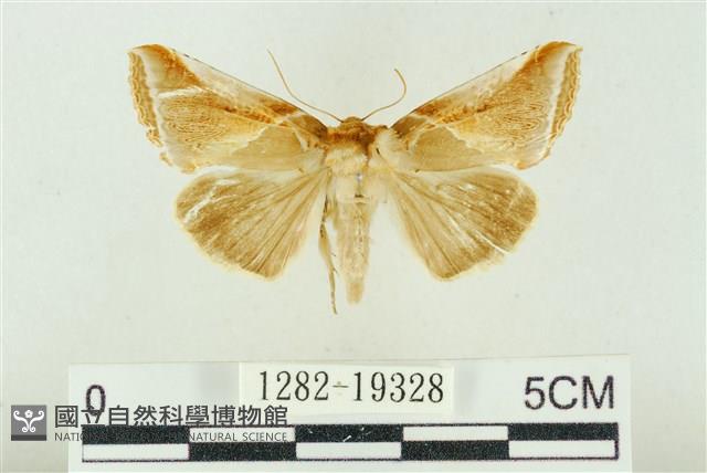 印華波紋蛾藏品圖，第1張