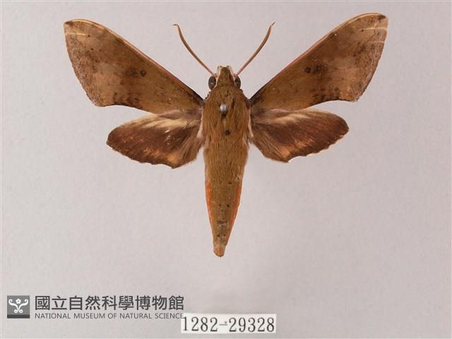 臺灣白肩天蛾藏品圖，第1張