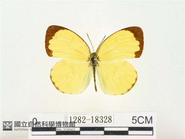 島嶼黃蝶、江崎黃蝶藏品圖，第1張