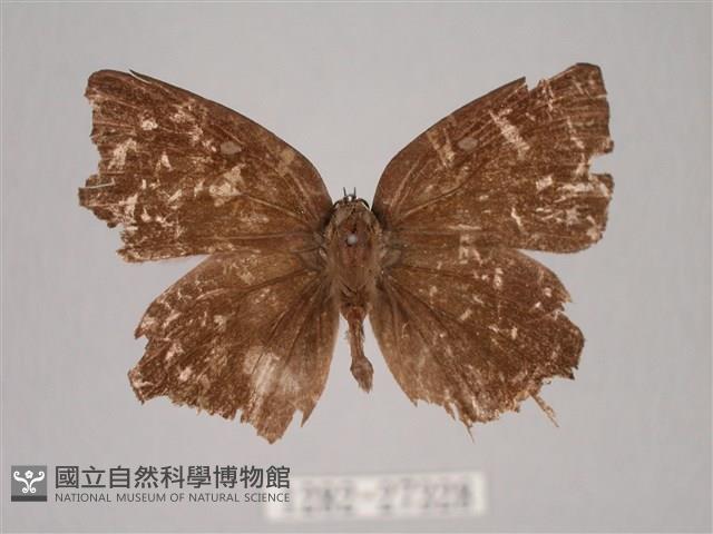 臺灣洒灰蝶藏品圖，第1張
