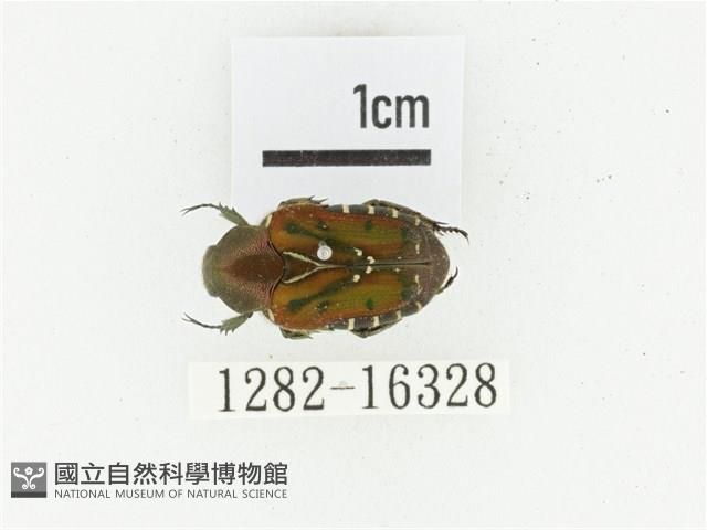 黑斑陷紋金龜藏品圖，第1張