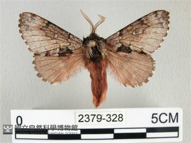 銀肩枯葉蛾藏品圖，第1張