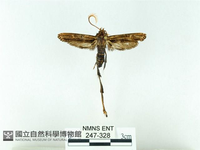 長腳大織蛾藏品圖，第1張