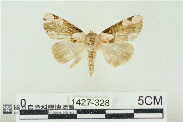 大斑波紋蛾藏品圖，第1張