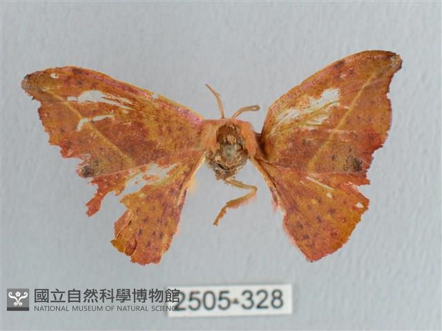 接骨木帶鉤蛾藏品圖，第1張