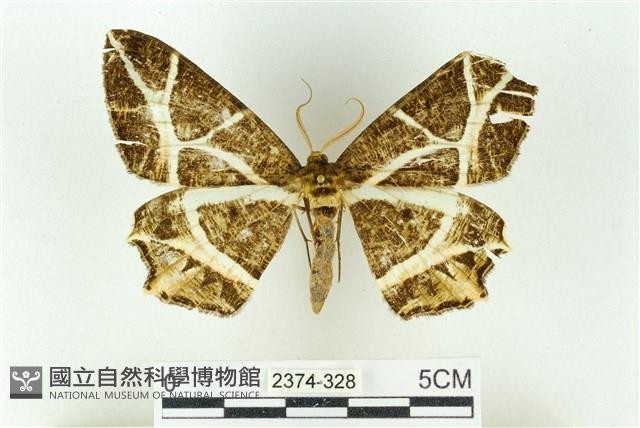 樹形尺蛾藏品圖，第1張