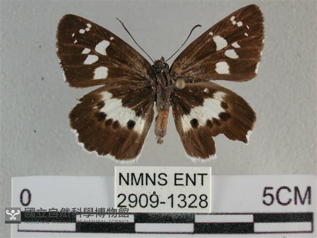 玉帶弄蝶藏品圖，第1張