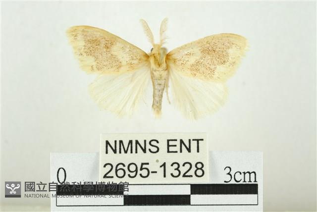 寬紋黃毒蛾藏品圖，第1張