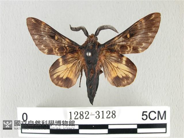 彌新冥枯葉蛾藏品圖，第1張