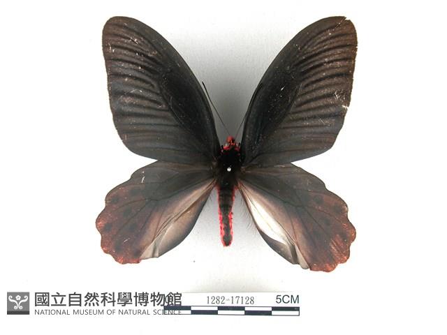曙鳳蝶藏品圖，第1張