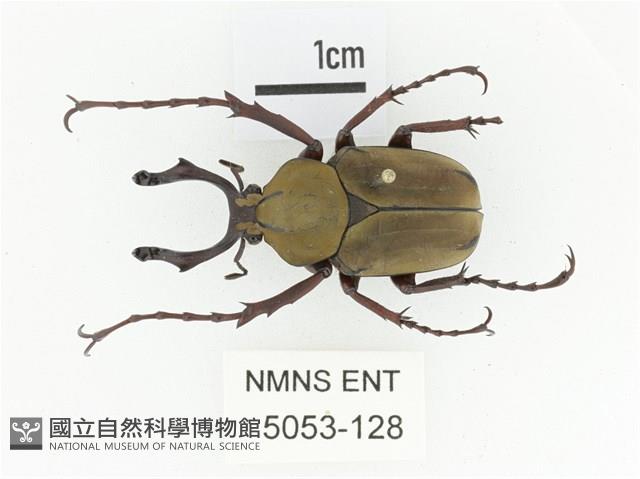 臺灣角金龜藏品圖，第1張