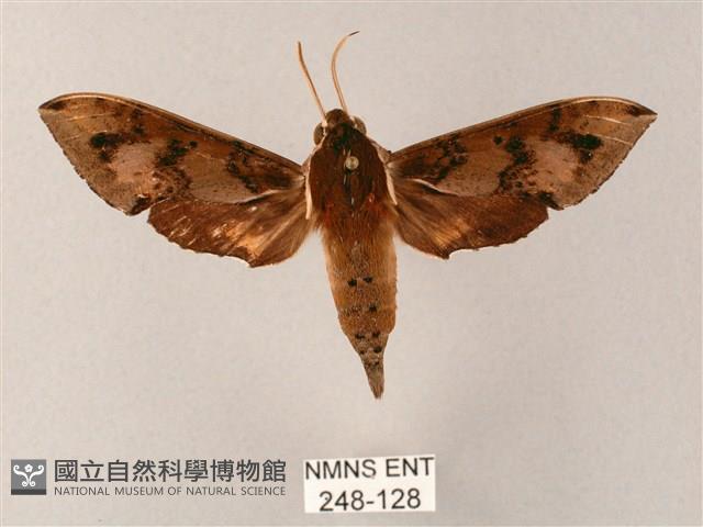 雙斑白肩天蛾藏品圖，第1張