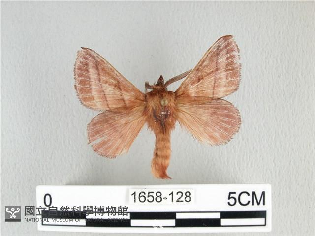 川邊氏枯葉蛾藏品圖，第1張