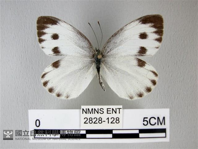 緣點白粉蝶藏品圖，第1張