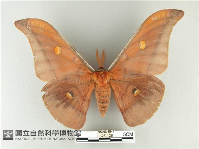 紅目天蠶蛾藏品圖，第1張