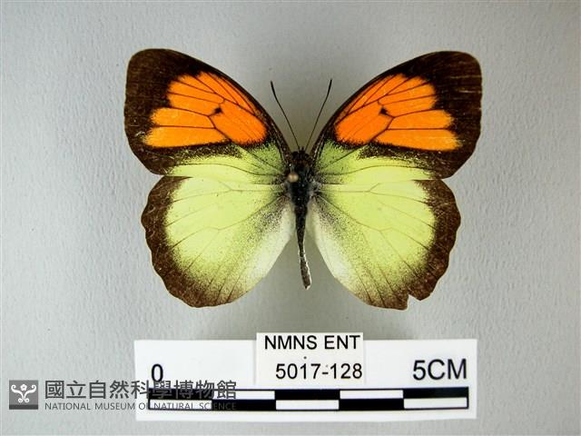 異粉蝶、雌白黃蝶藏品圖，第1張