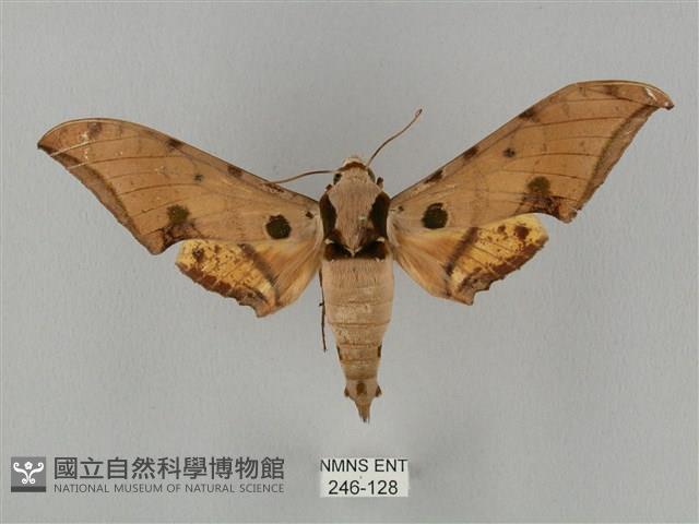 裂斑鷹翅天蛾藏品圖，第1張