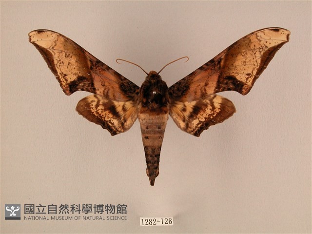 臀角斑天蛾藏品圖，第1張