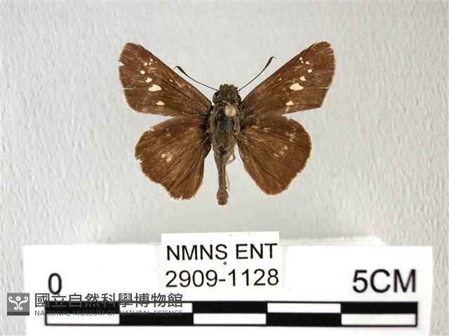 禾弄蝶藏品圖，第1張