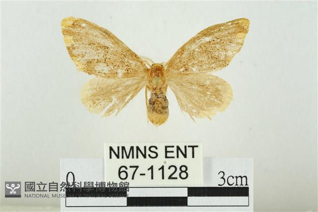 黑翅黃毒蛾藏品圖，第1張