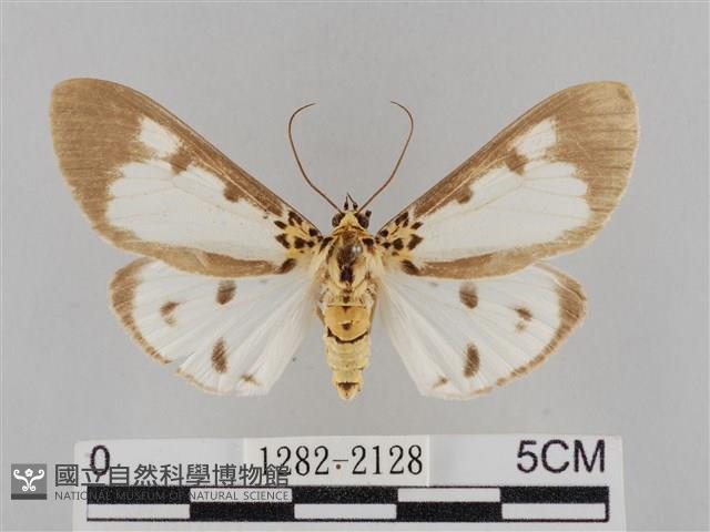 長斑擬燈蛾藏品圖，第1張