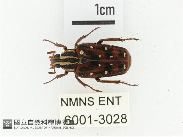 巴蘭陷紋金龜藏品圖，第1張