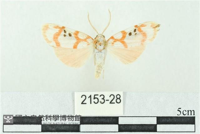 臺雪苔蛾藏品圖，第1張