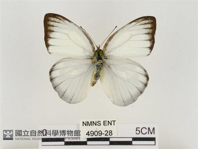 淡褐脈粉蝶藏品圖，第1張