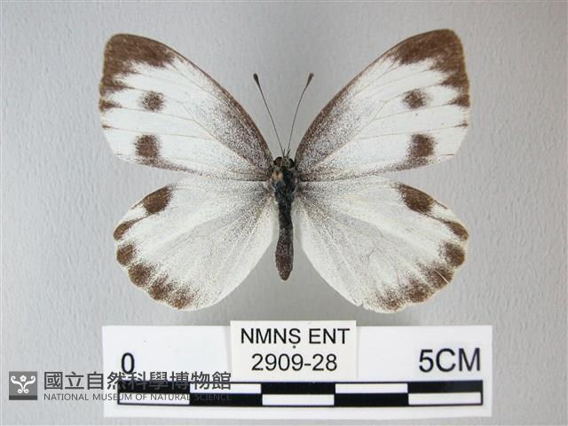緣點白粉蝶藏品圖，第1張