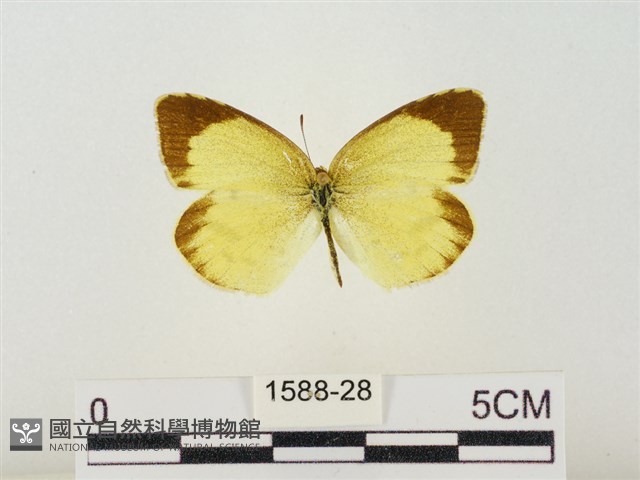 星黃蝶藏品圖，第1張