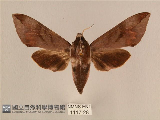 背中白天蛾藏品圖，第1張