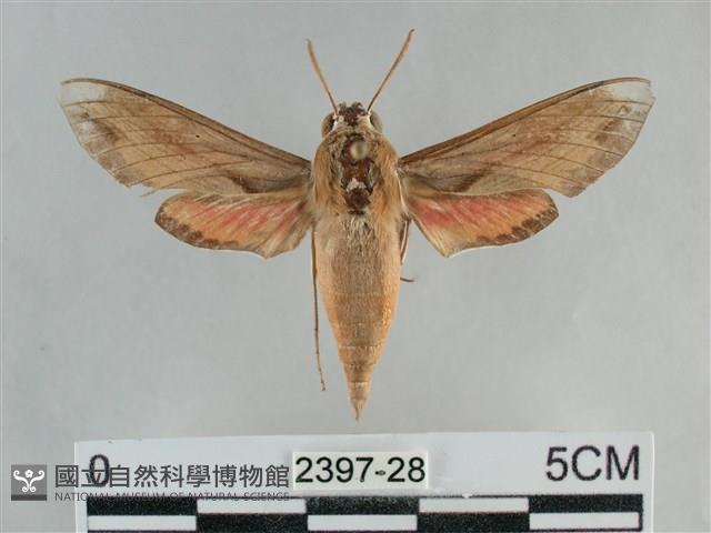 後紅斜線天蛾藏品圖，第1張