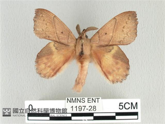 黃斑枯葉蛾藏品圖，第1張