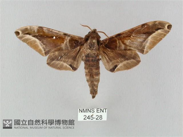 白點天蛾 藏品圖，第1張