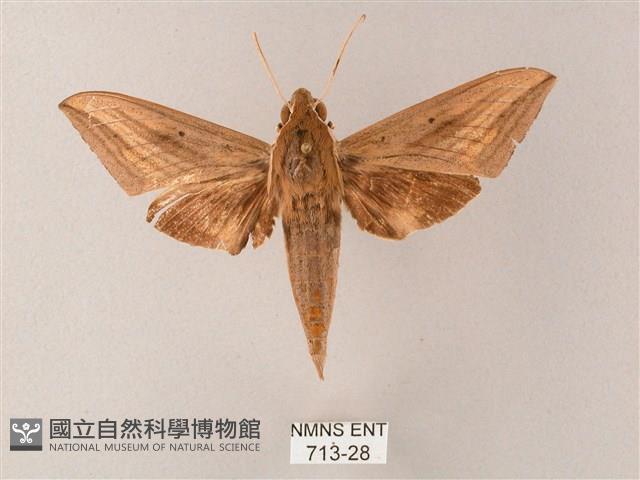 直翅斜紋天蛾藏品圖，第1張