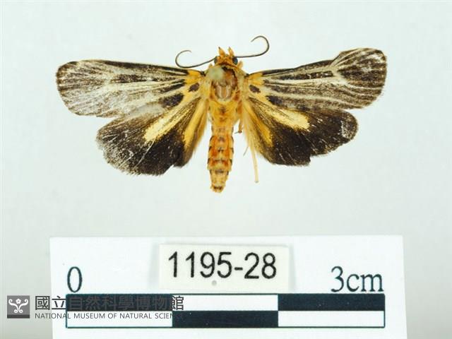 黃肩奇蛾藏品圖，第1張