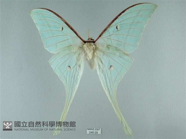 長尾水青蛾藏品圖，第1張